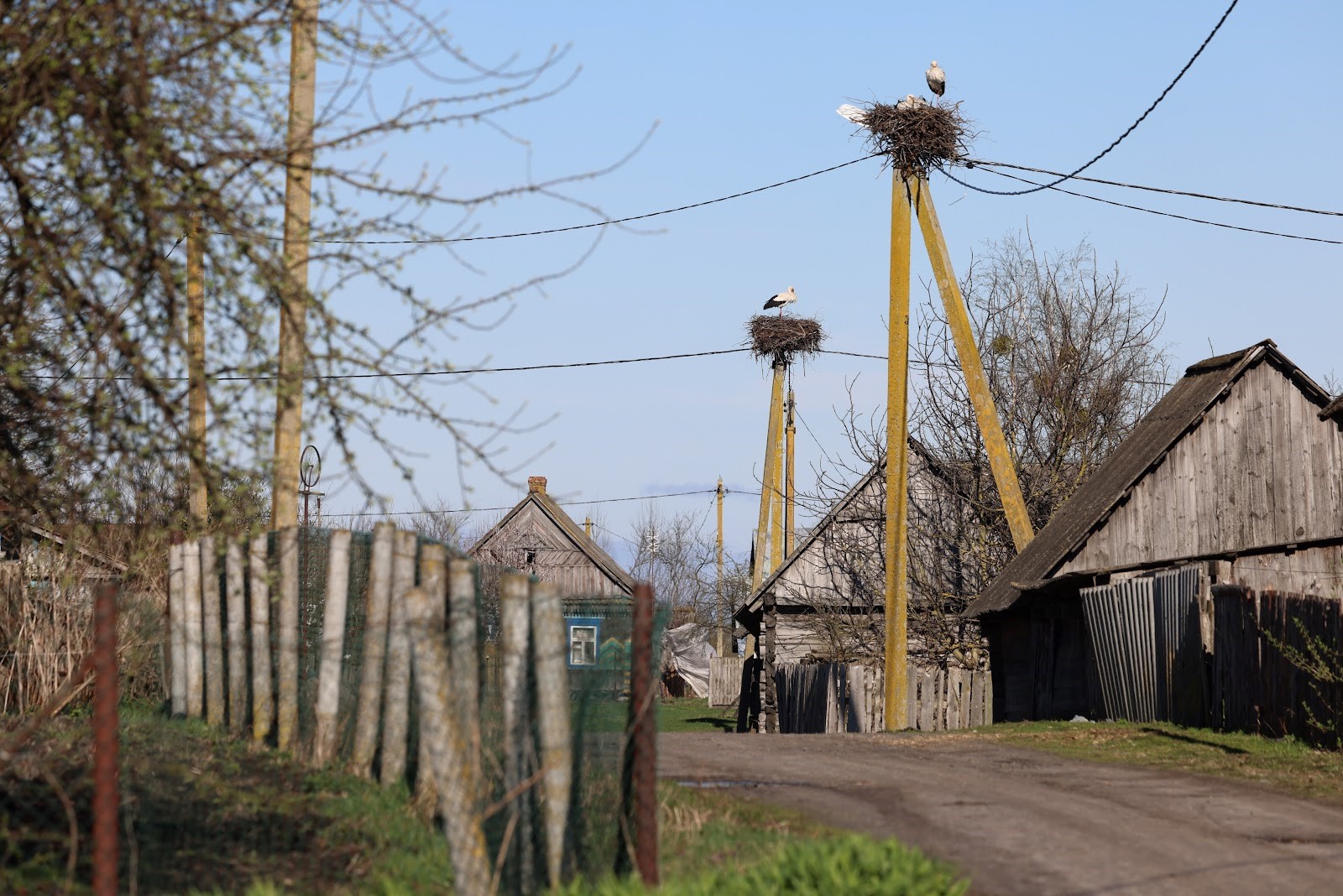 Хутка прыйдуць у нашы хаты і будуць з намі спаць”. Побывали в деревне, где  больше всего аистов в Беларуси | СмартПресс: Среда обитания