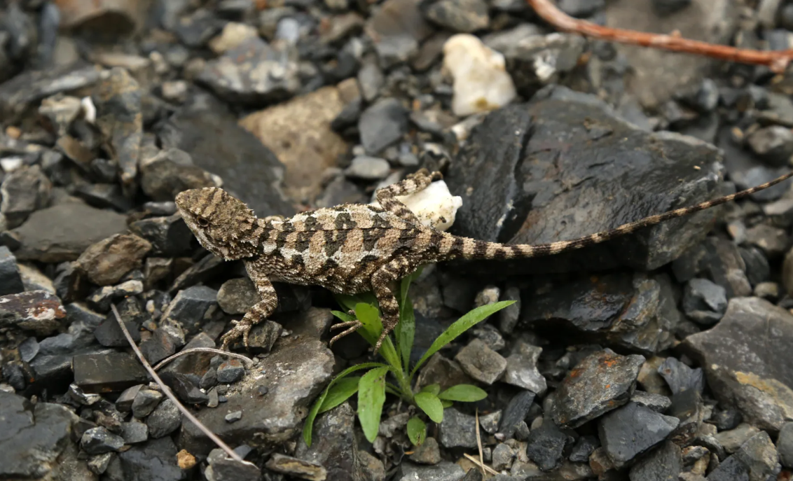 ящерица новый вид ящерица новый вид