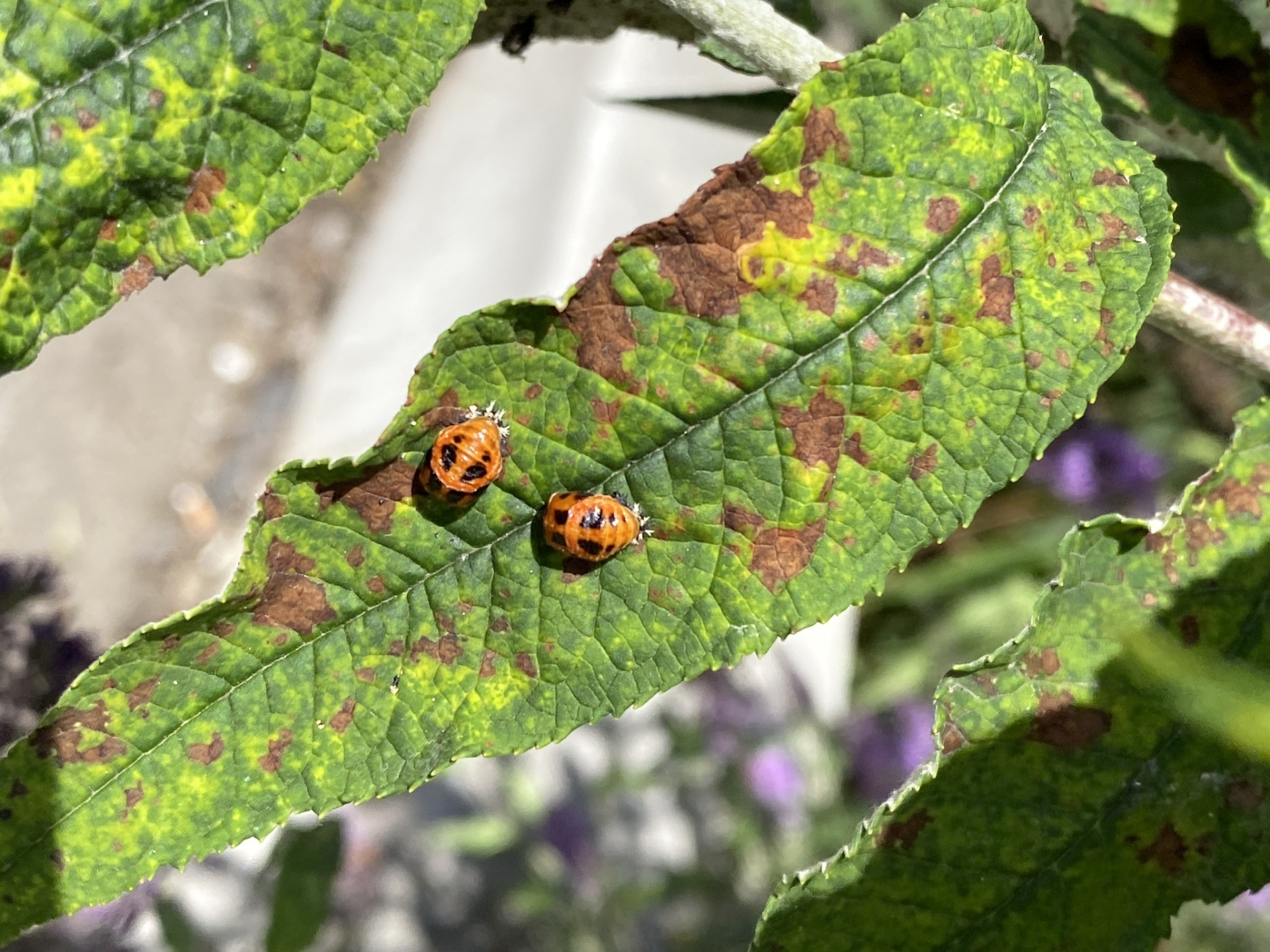 Личинки божьей коровки