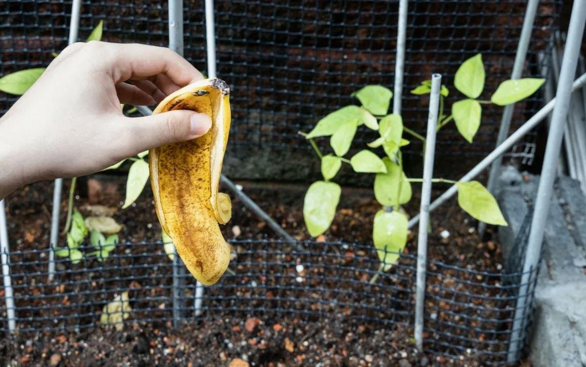 Банановая кожура