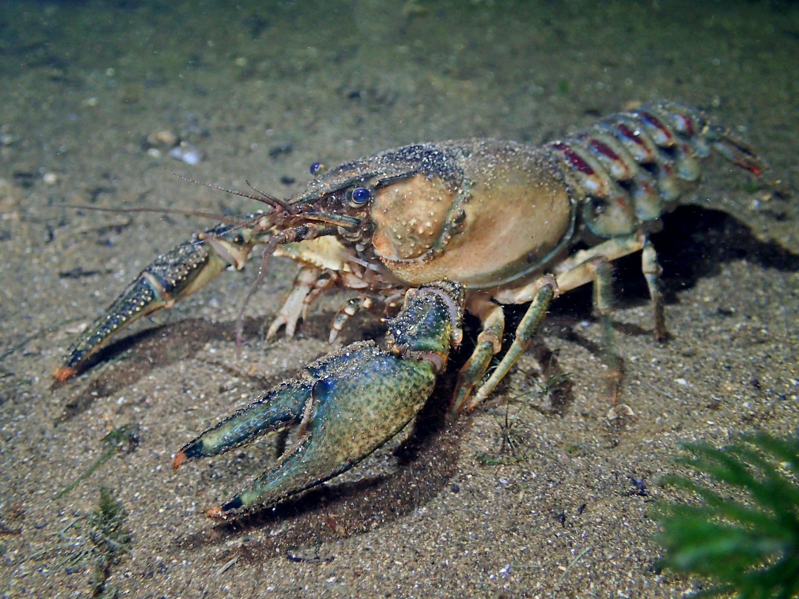 2-Американский полосатый рак.jpeg