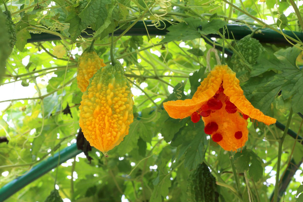 момордика 1.jpg