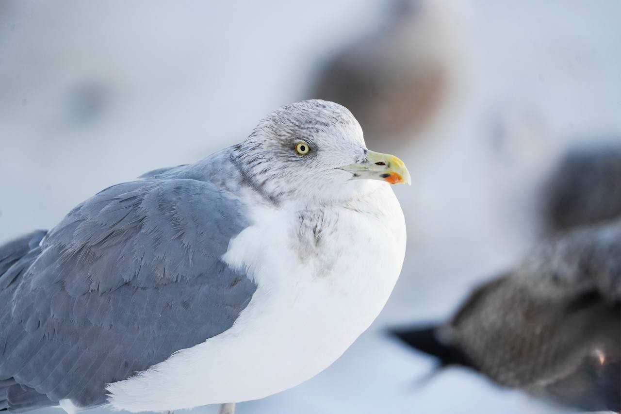 4-Гибрид серебристой чайки и хохотуньи.jpg