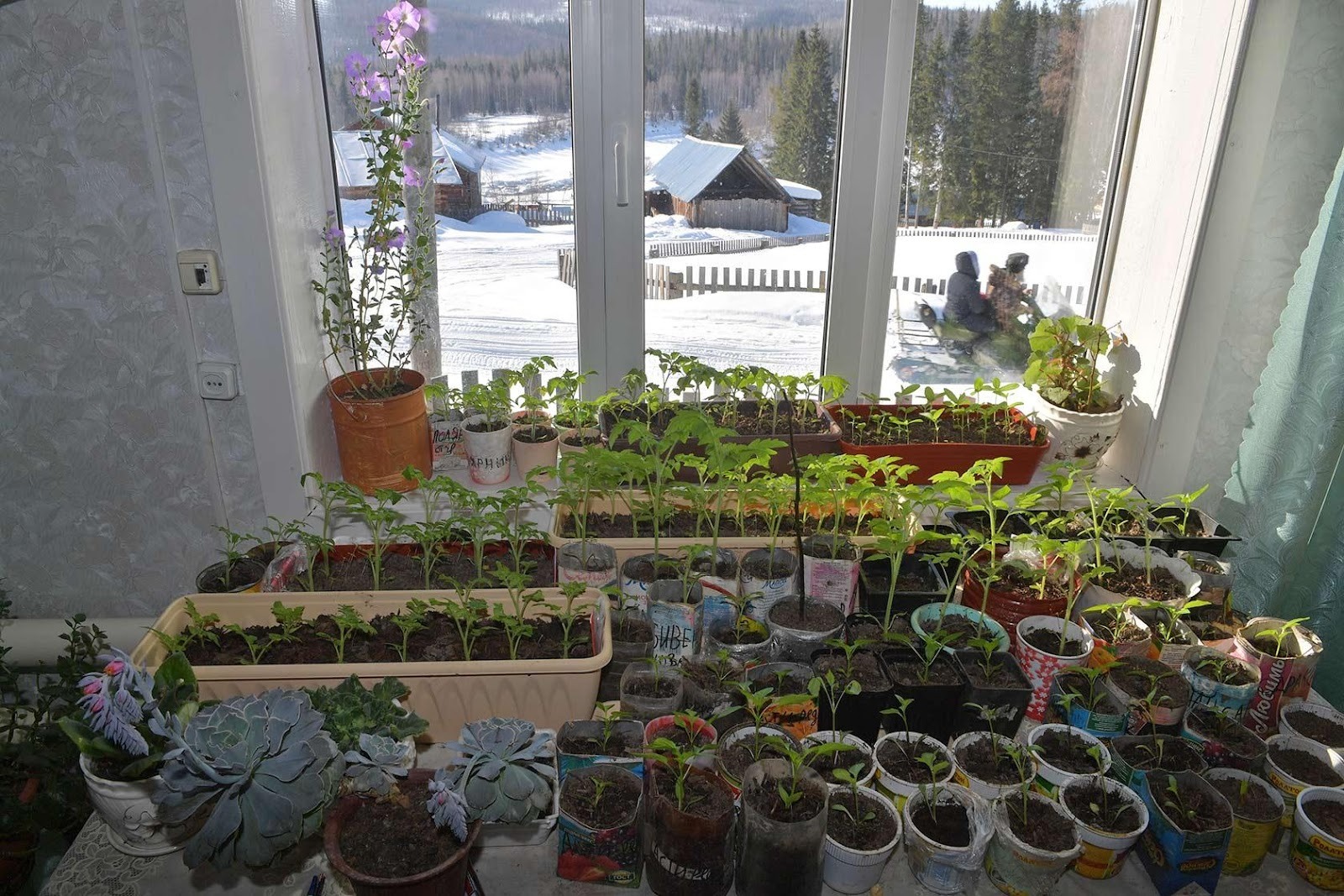 D:\!!!работа\декабрь\20-21\рассада.jpg