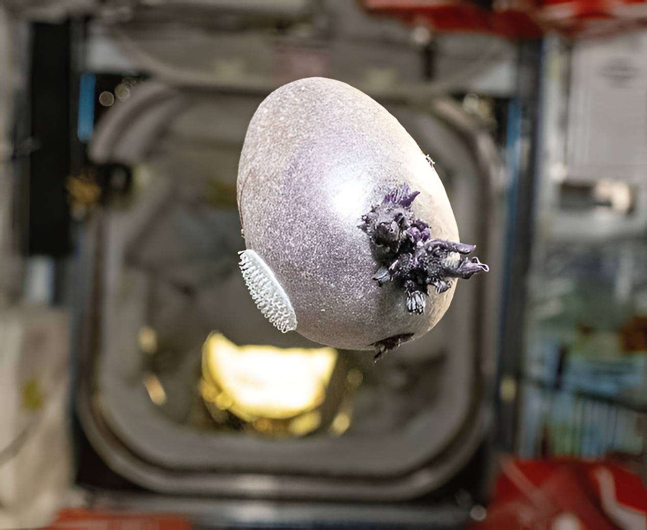 107406383-15678139-image-m-53_1774446859457 (1).jpg