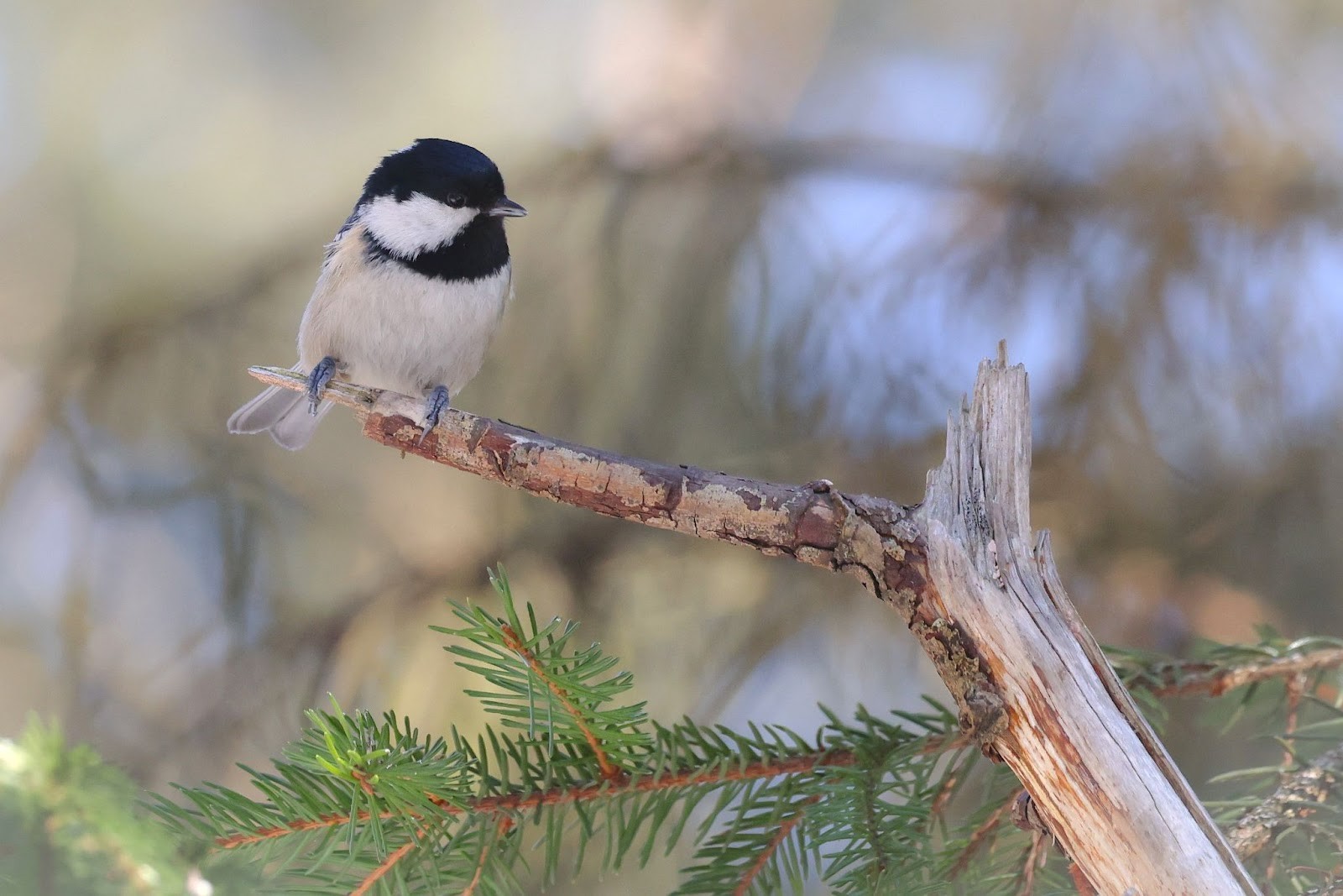 Возвращение птиц весной 15.jpg