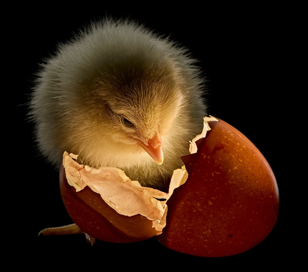 Яйцо или курица, Беркли, Калифорния