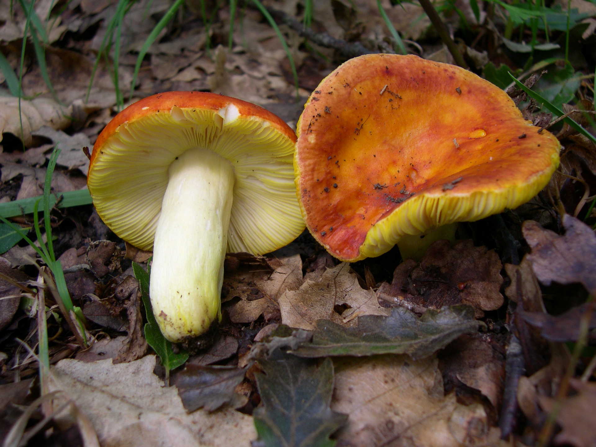 Russula_Aurea 1.jpg