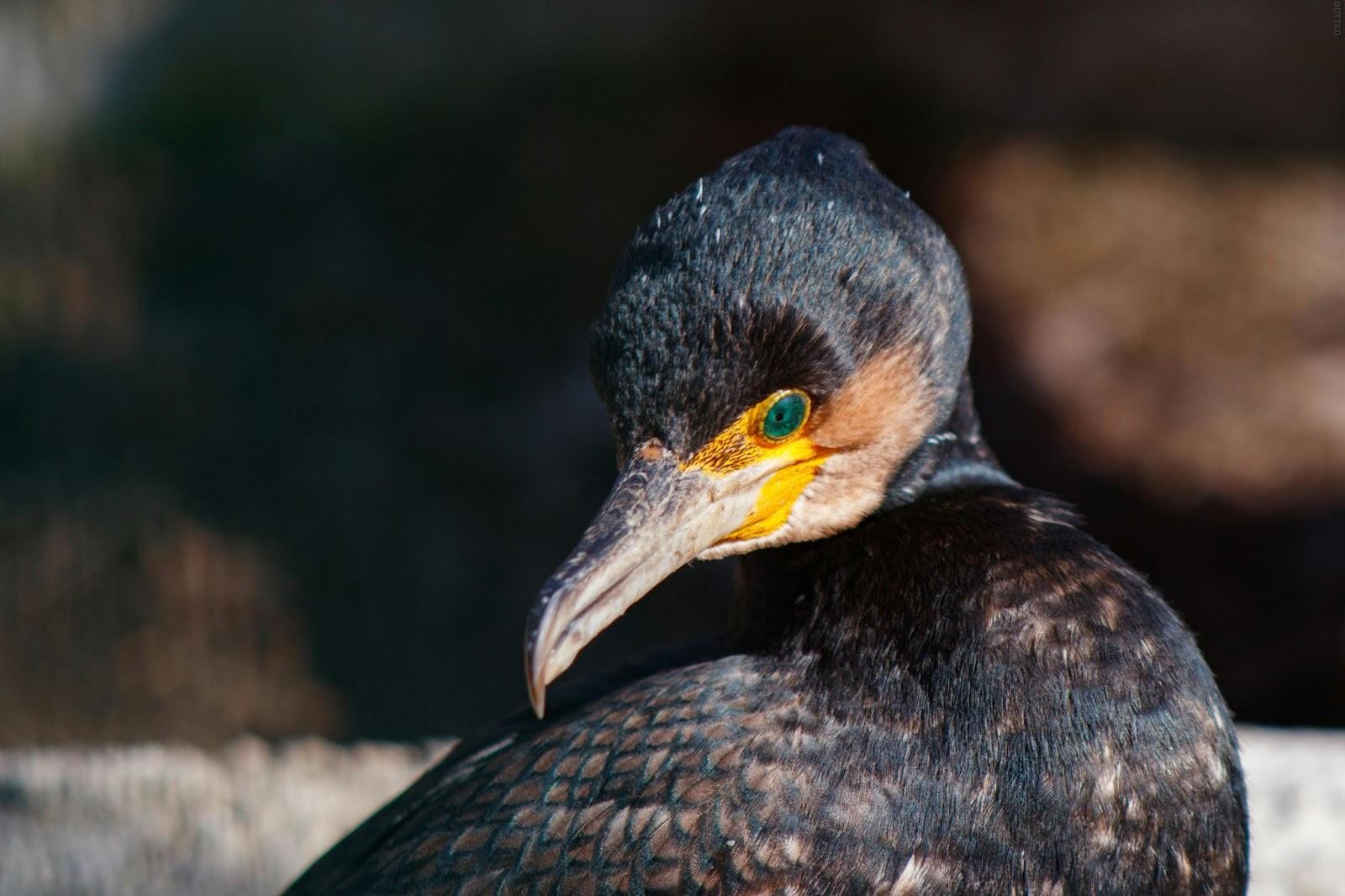 2-Большой баклан.jpg