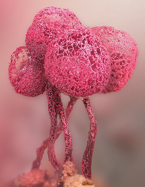 Новые микроорганизмы