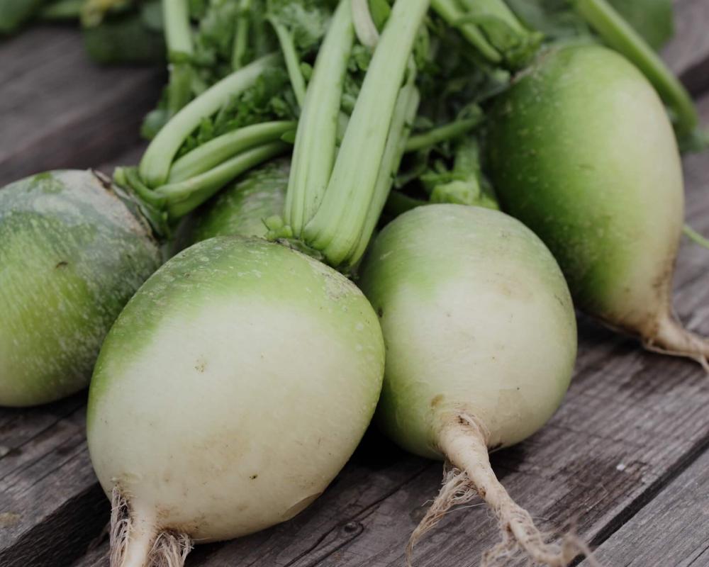 редька 3.jpg