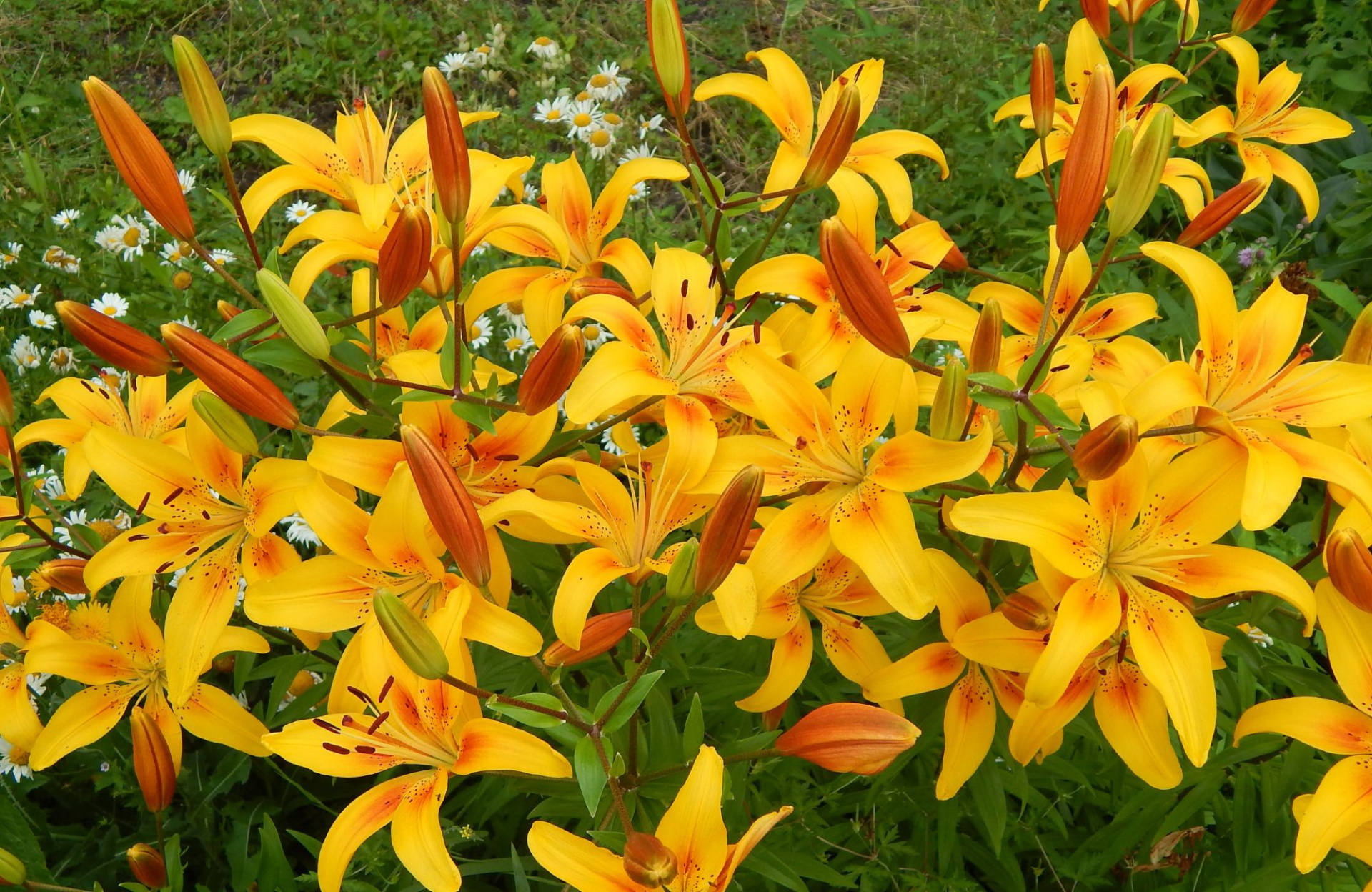 Садоводы-аллергики 3.jpg