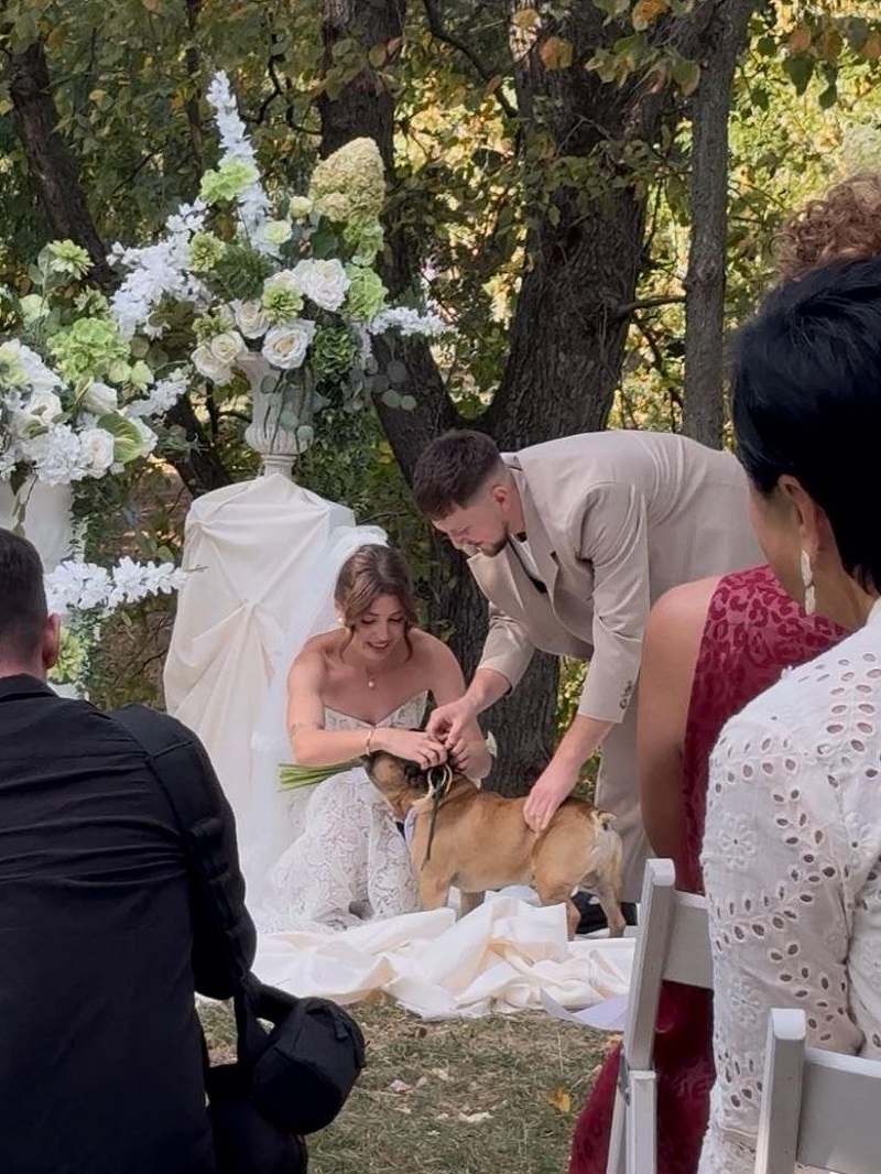 бульдог вынес кольца бельдог вынес кольца2.jpg