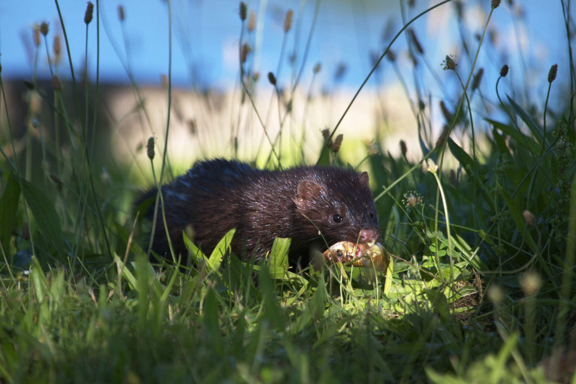 Американская норка 