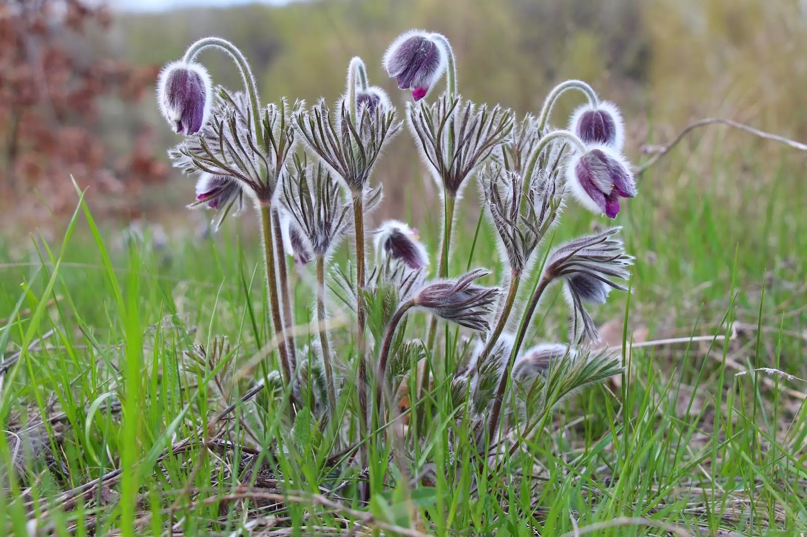 Прострел луговой.jpg