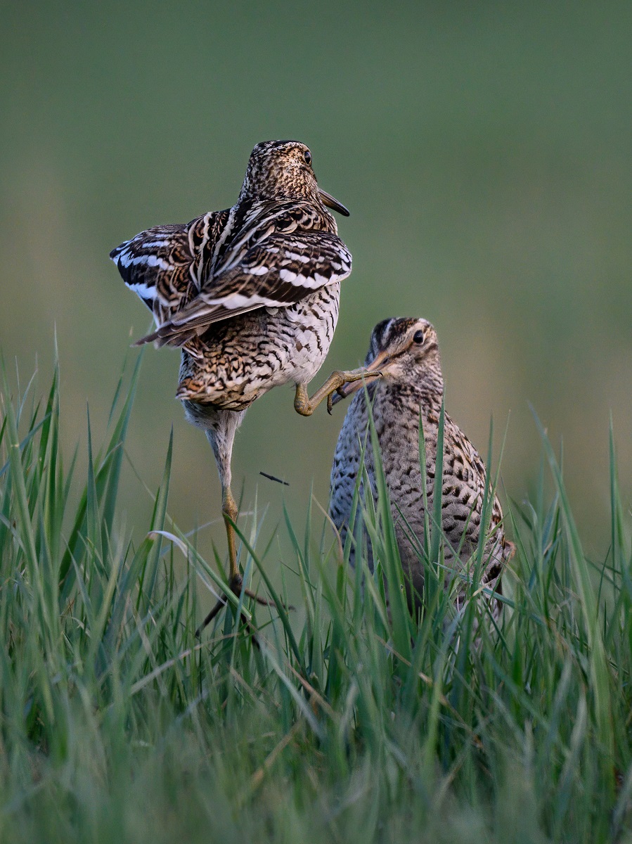 Битва за любовь_Аляксевіч Алег.jpg