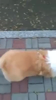 corgi.gif