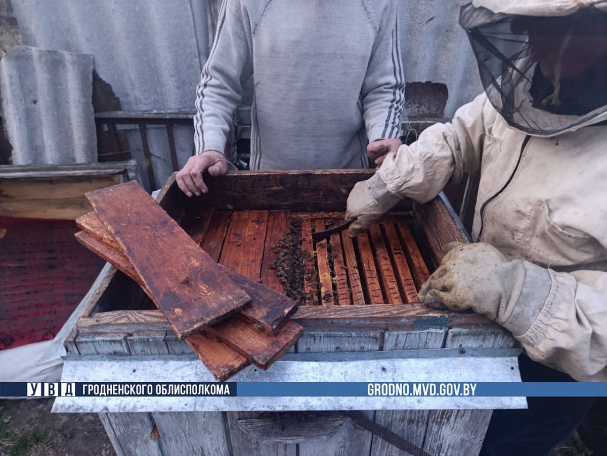 пчелы пчелы.jpg