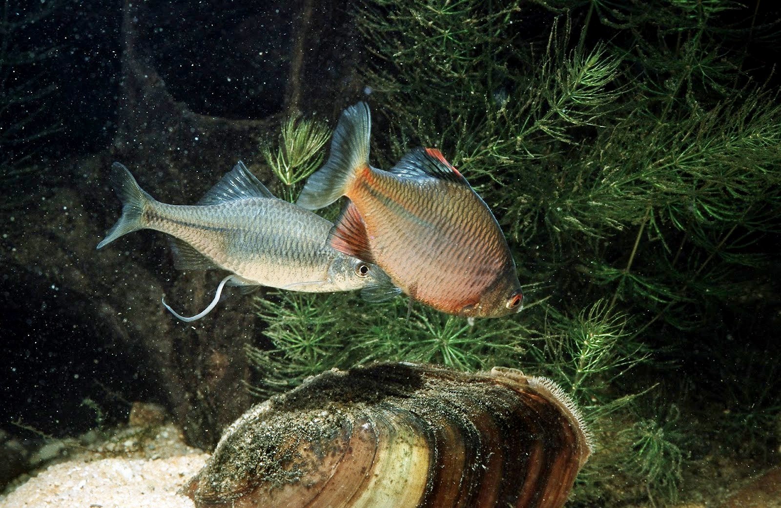 9-Горчаки готовятся к продолжению рода.jpg