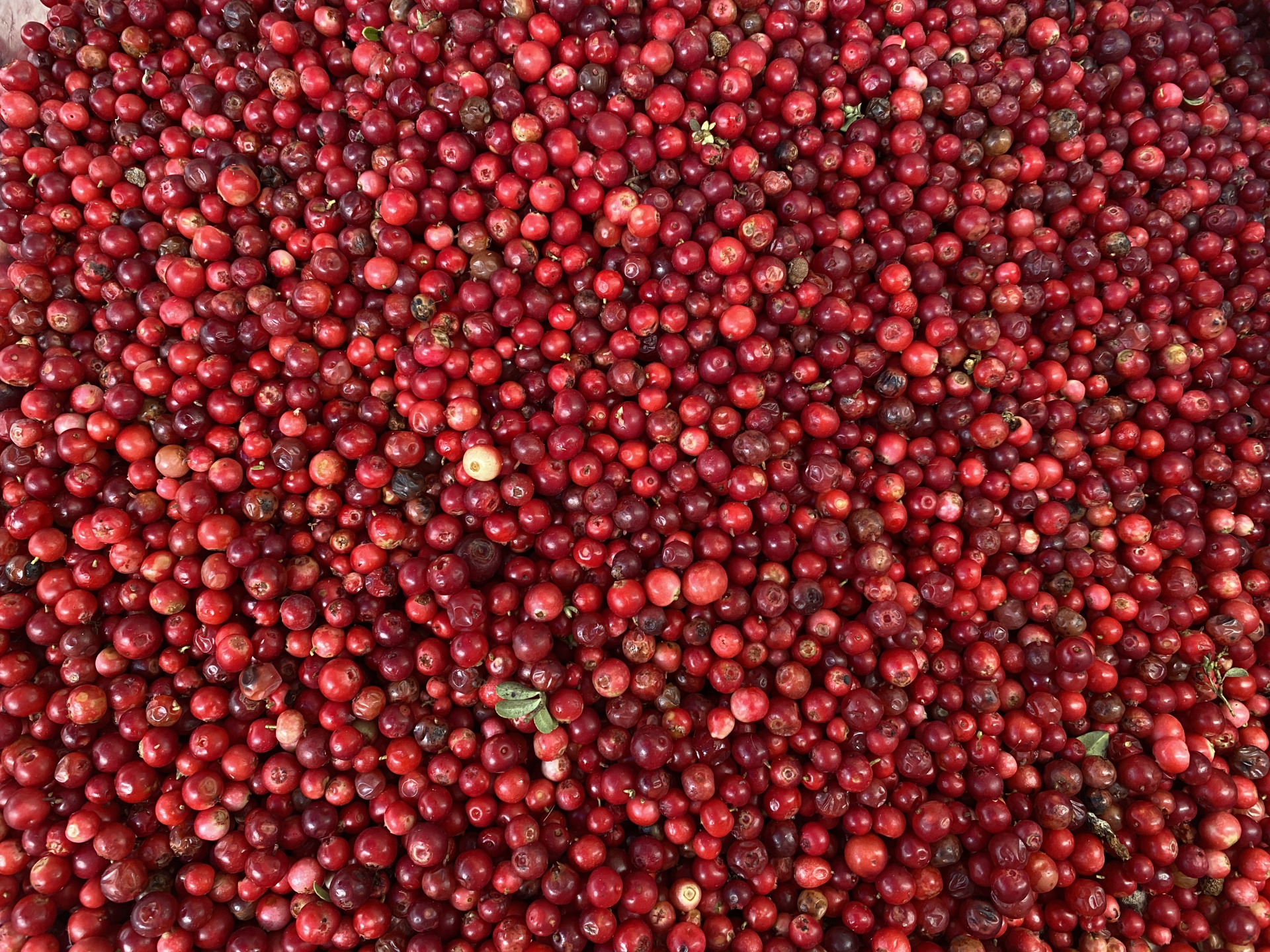 Брусника свежая