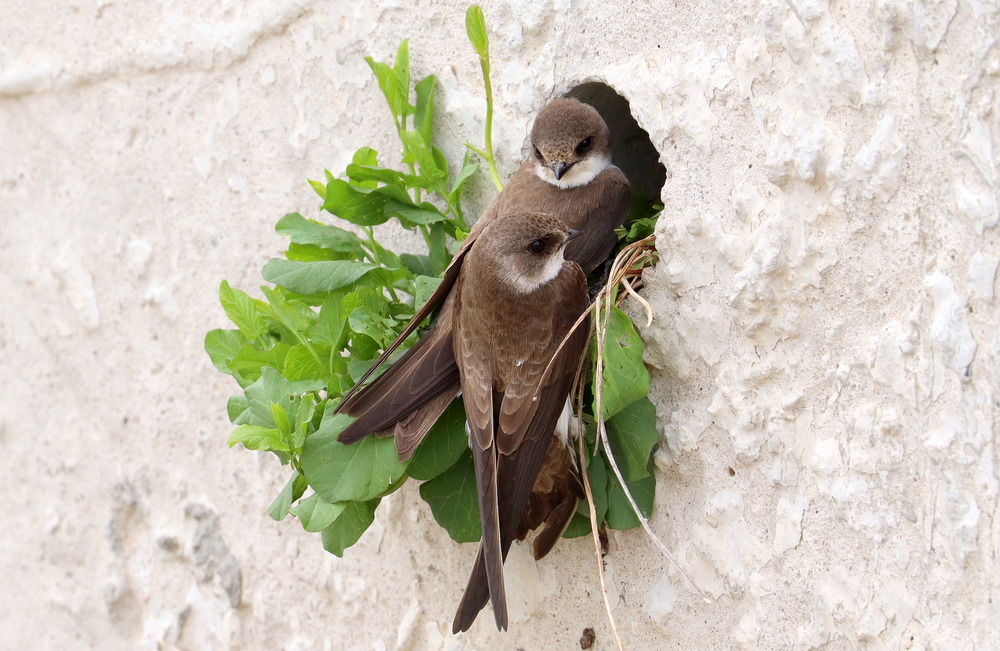 Ласточки береговушки