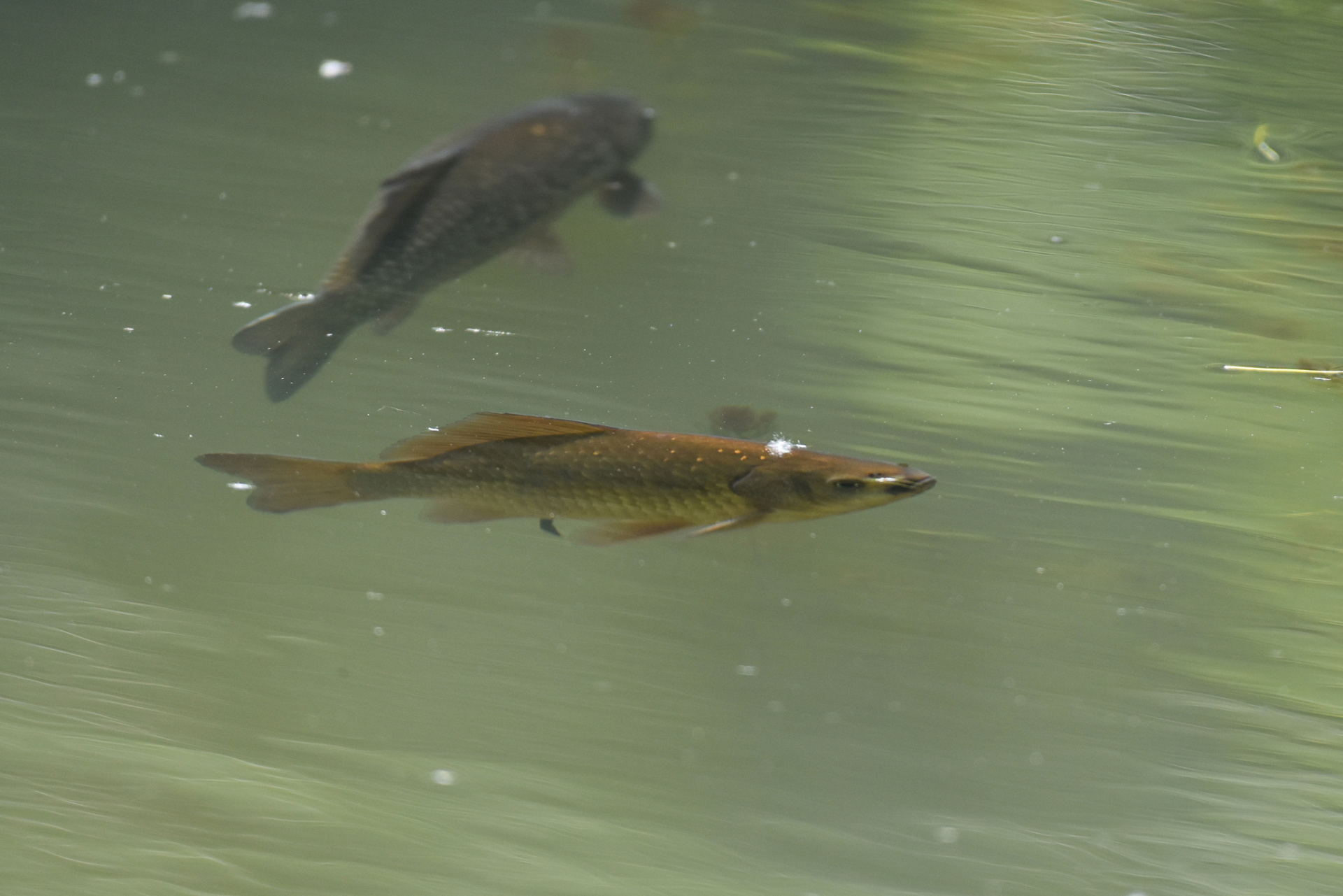 Серебряный карась 