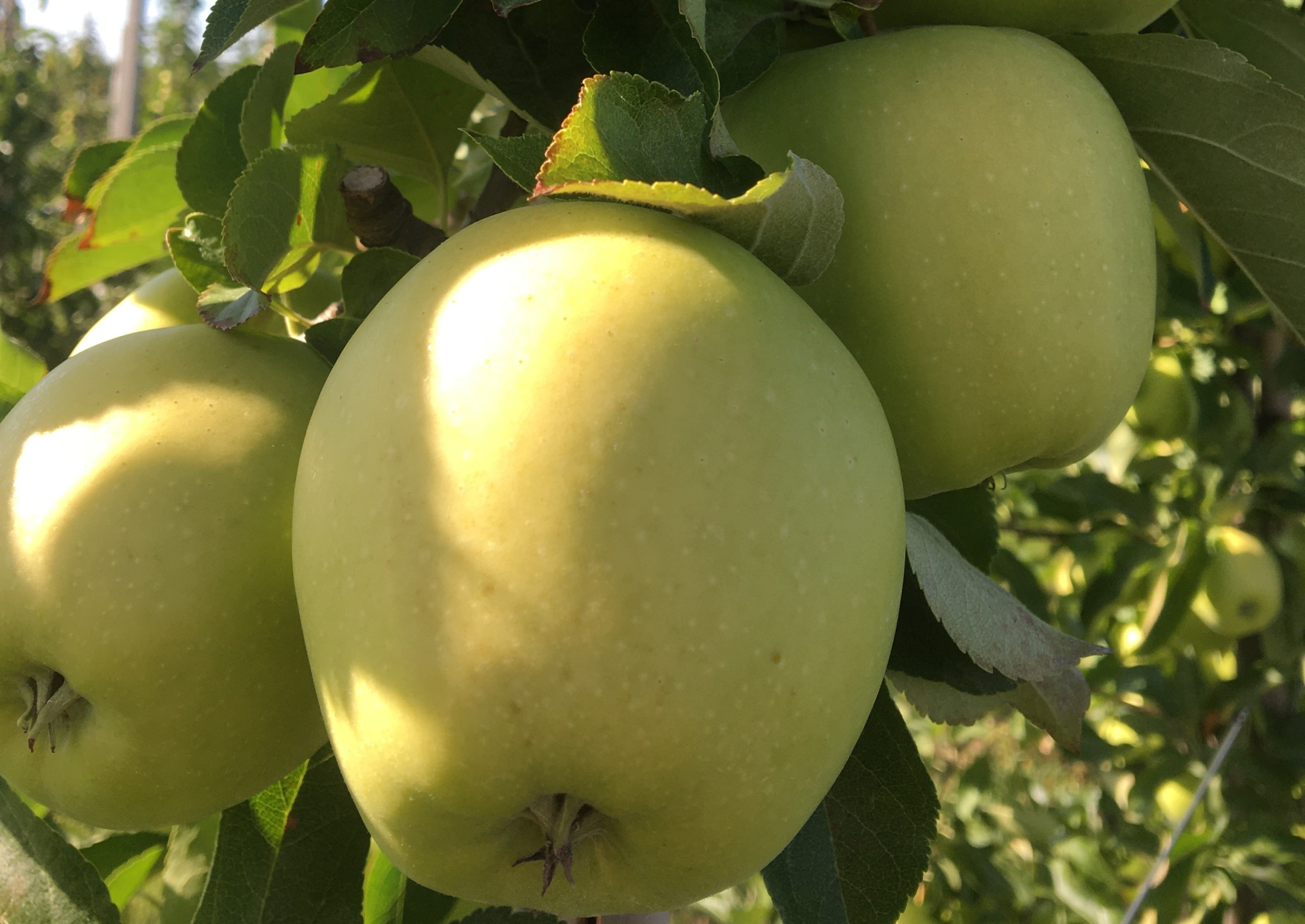 Ясное яблоки