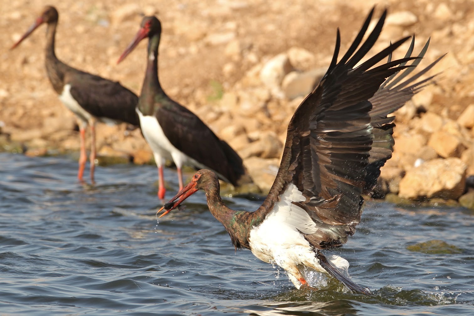 11-Черные аисты на водоеме.jpg