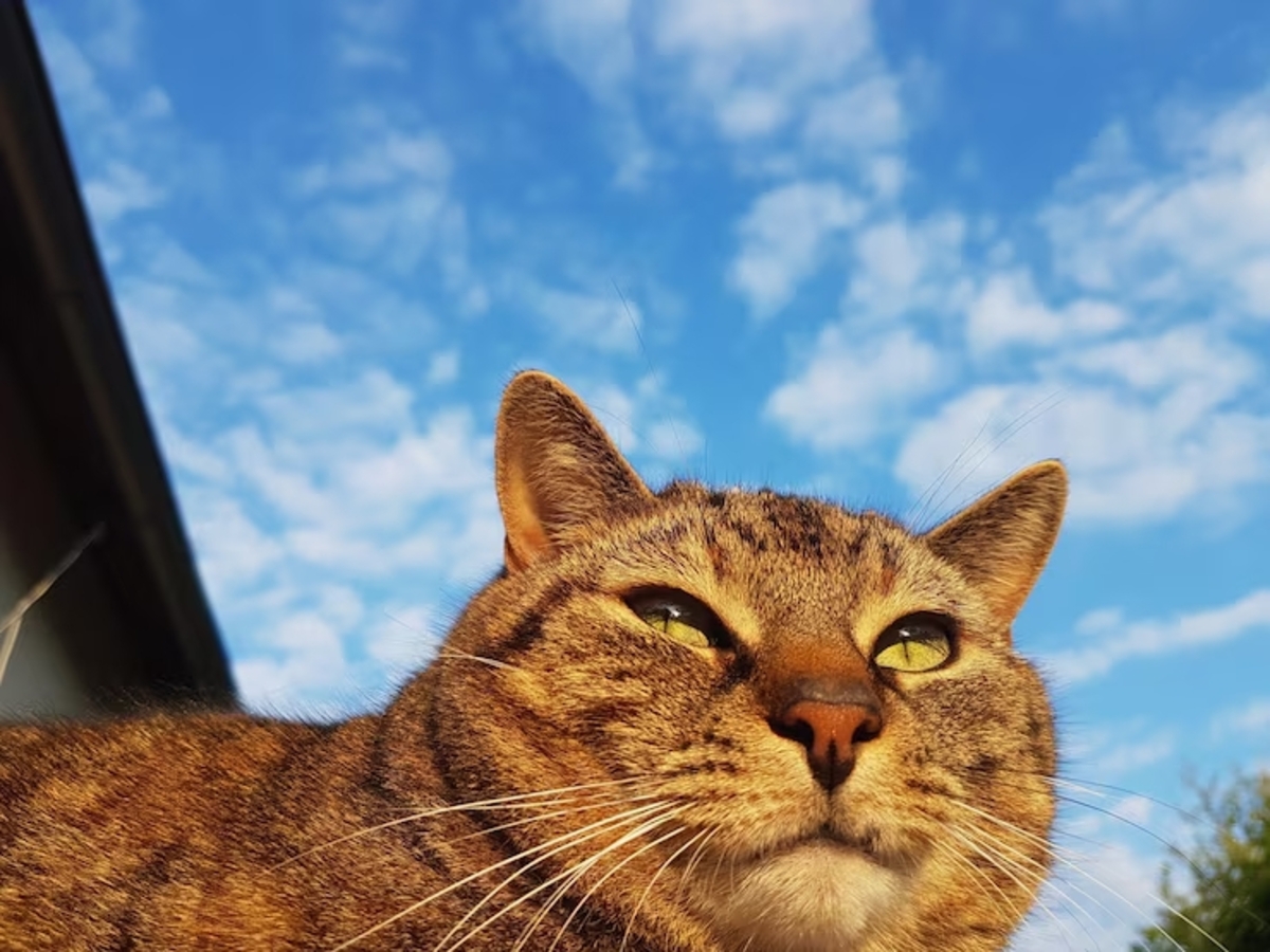 кот и небо