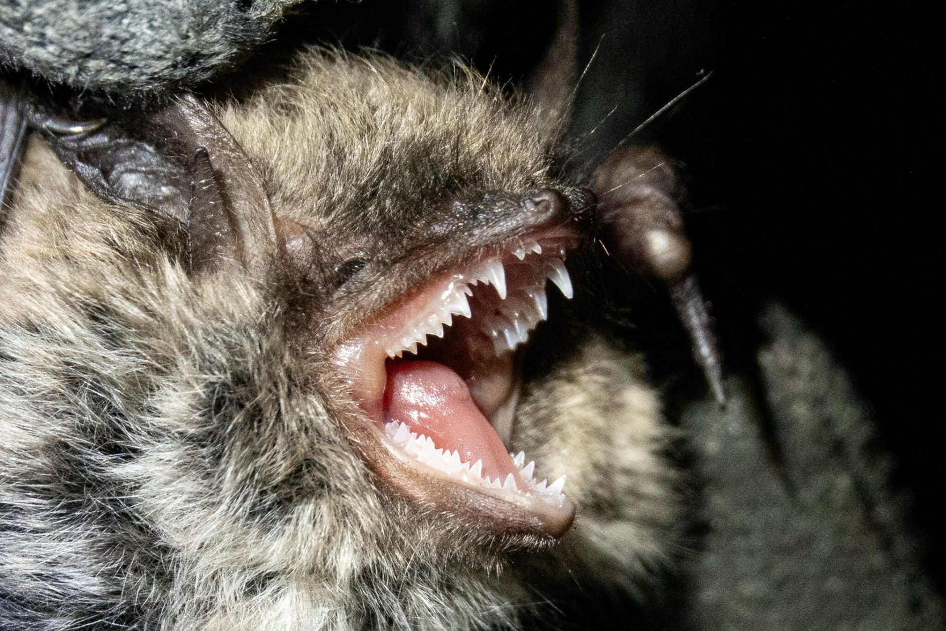 Ночница Брандта 