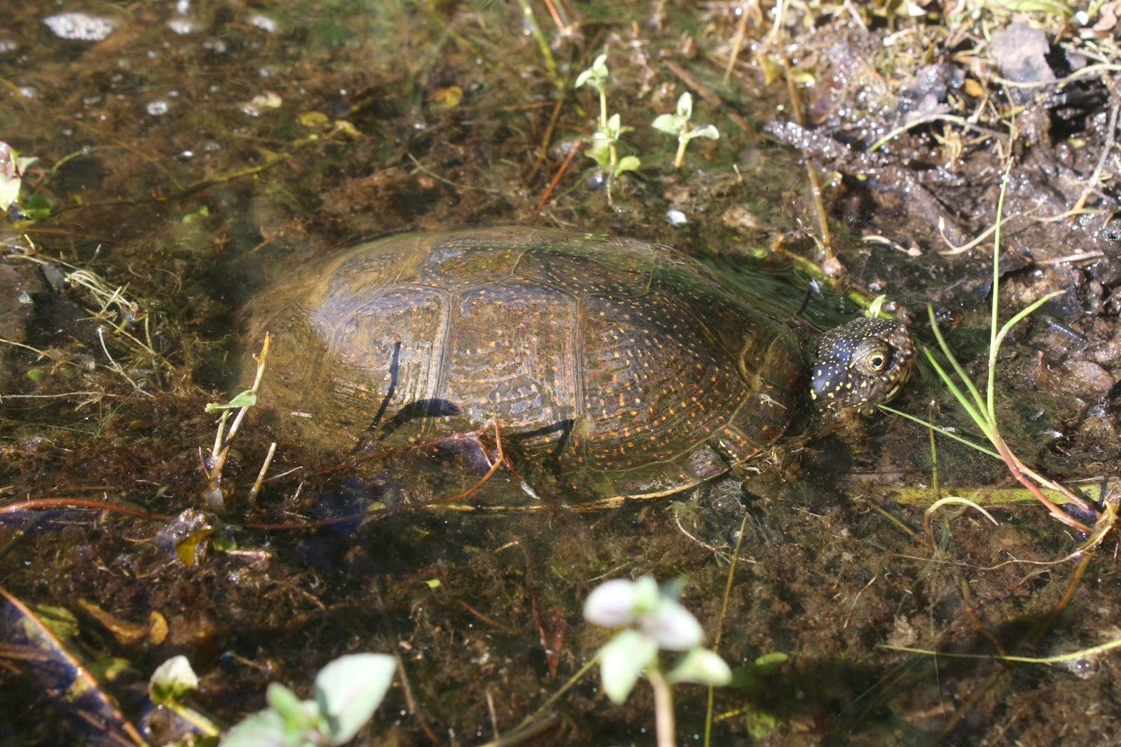 6-Болотная черепаха в воде.jpg