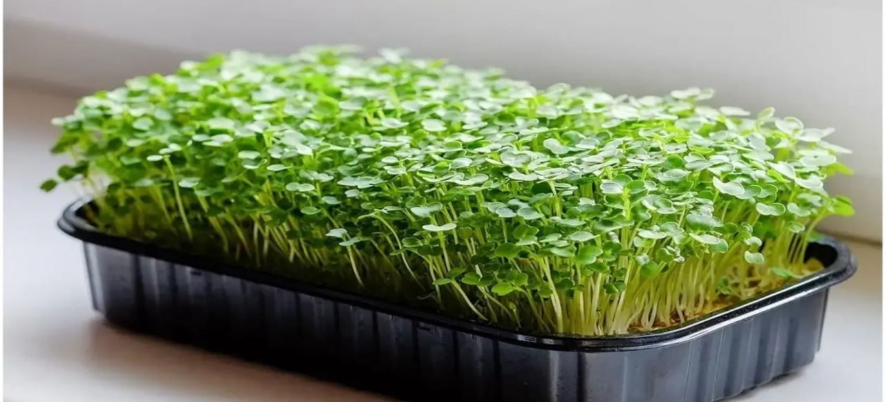 чиа-рассада