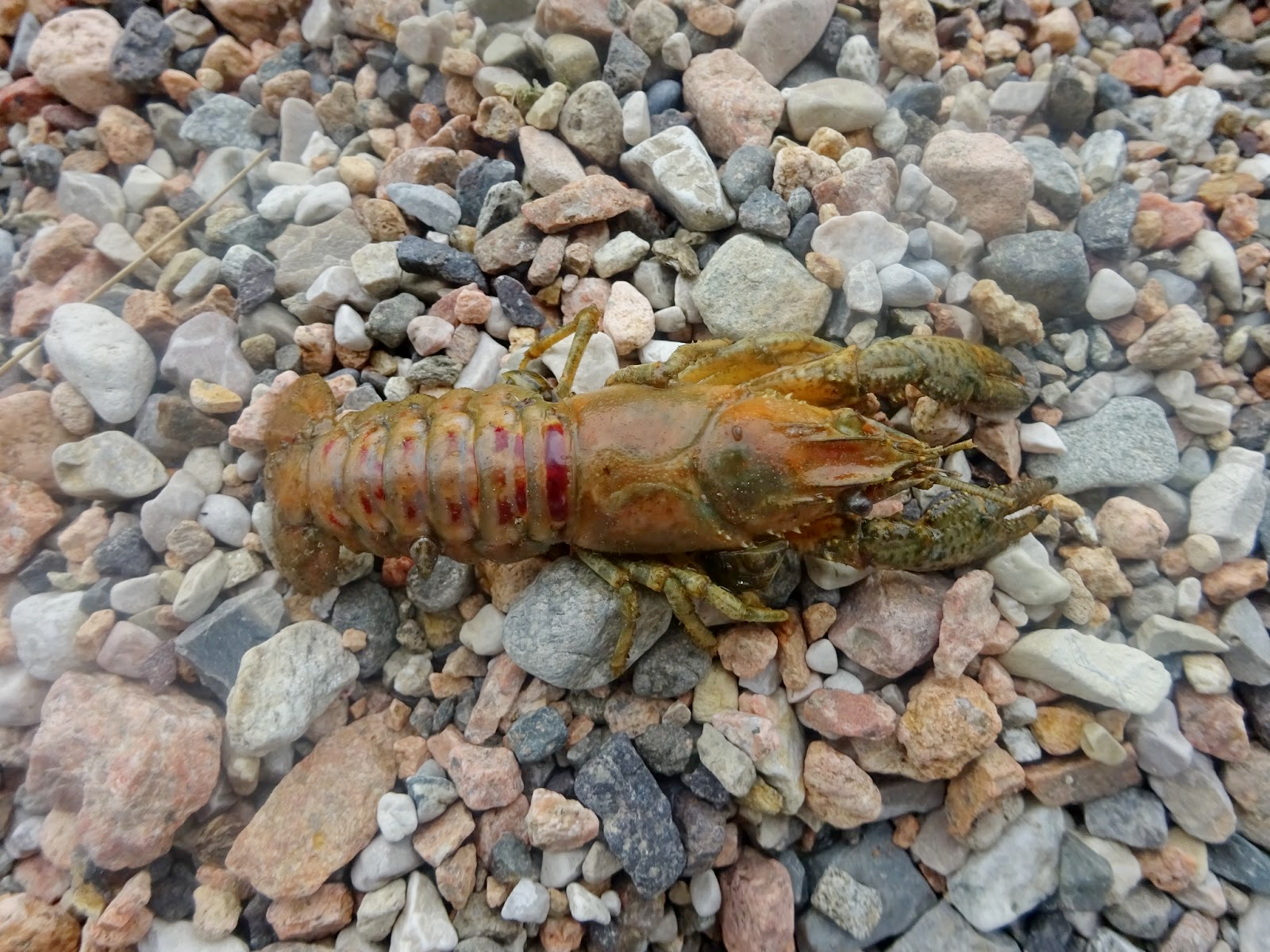 8-Американский полосатый рак.png