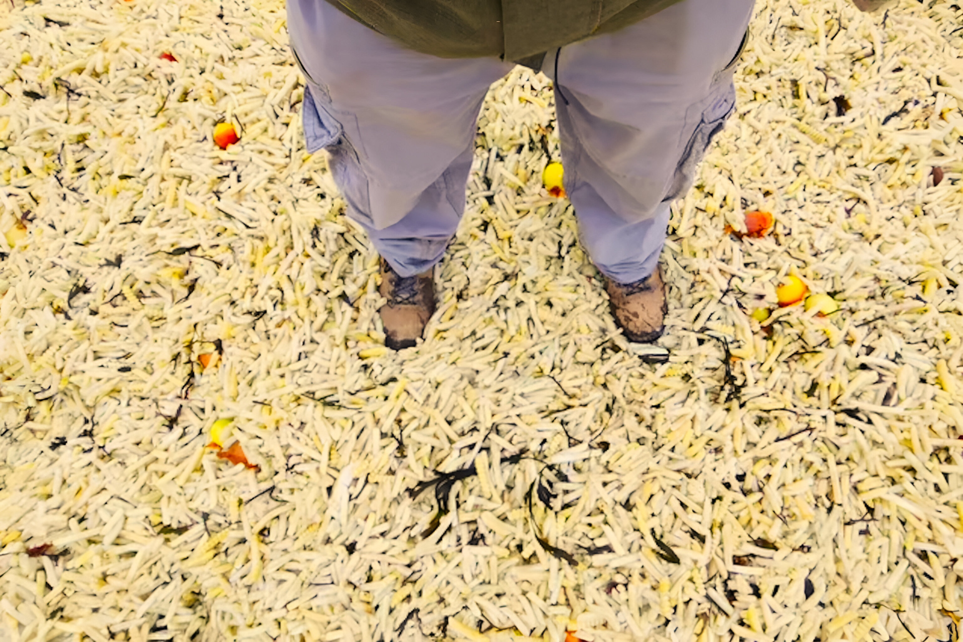 joel-bonnici-partner-trisha-hiki (3).jpg