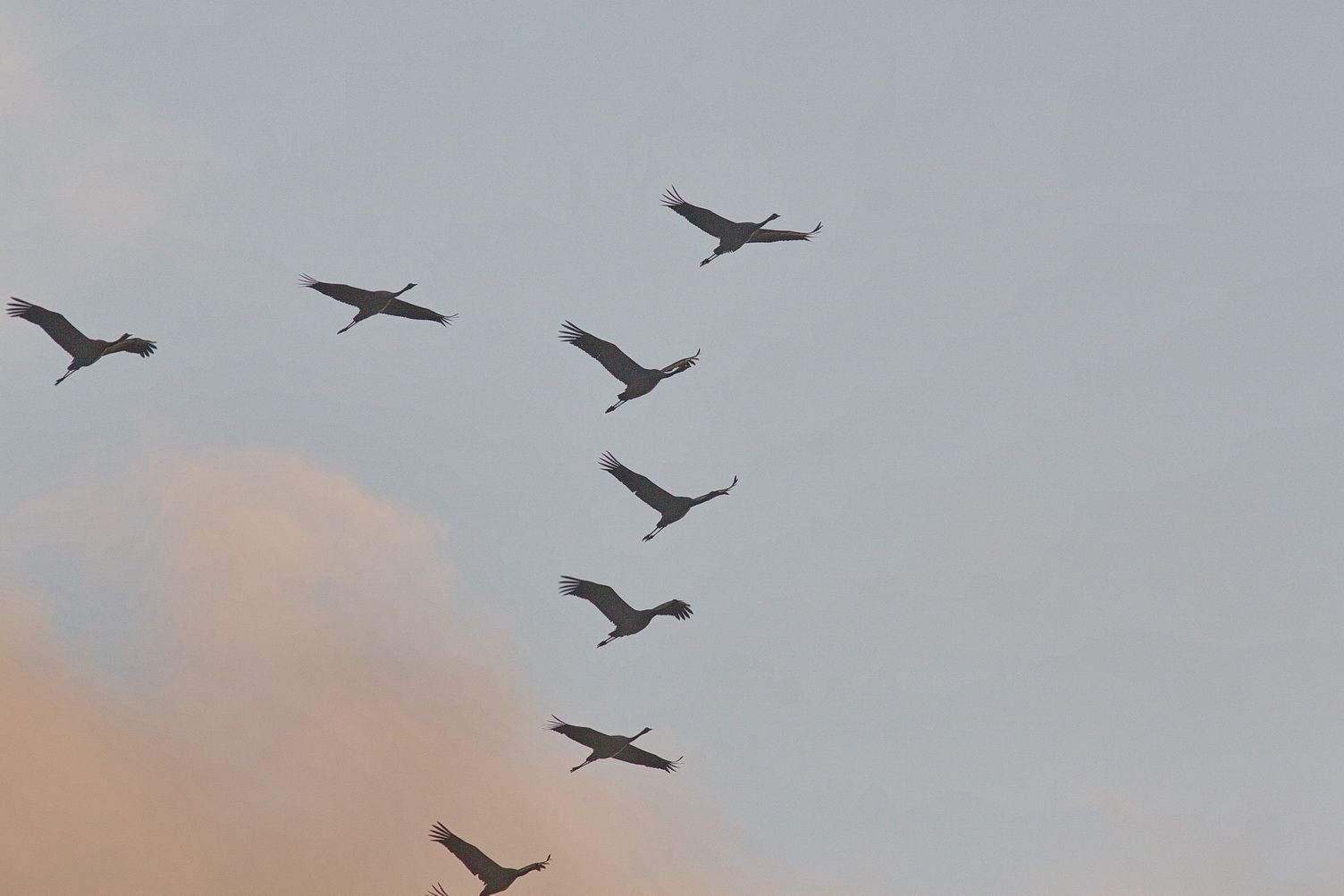 Журавли полет 