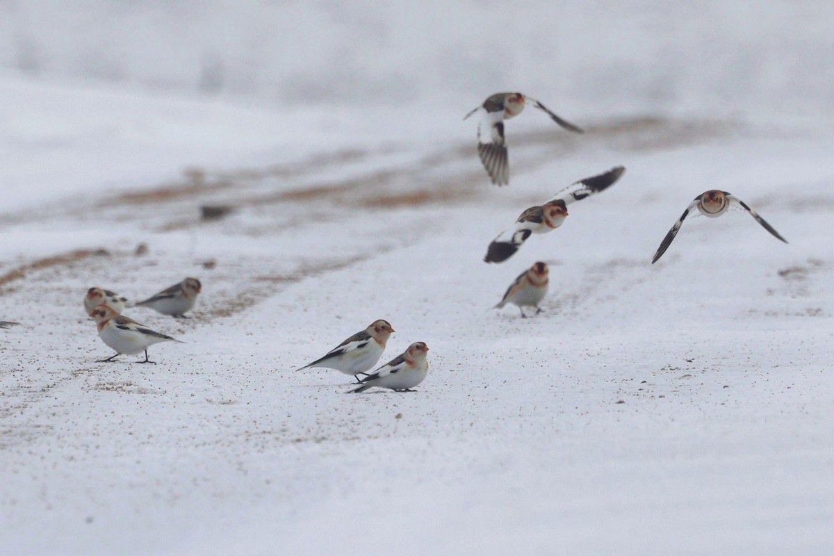 3-Пуночки на заснеженной дороге.jpg
