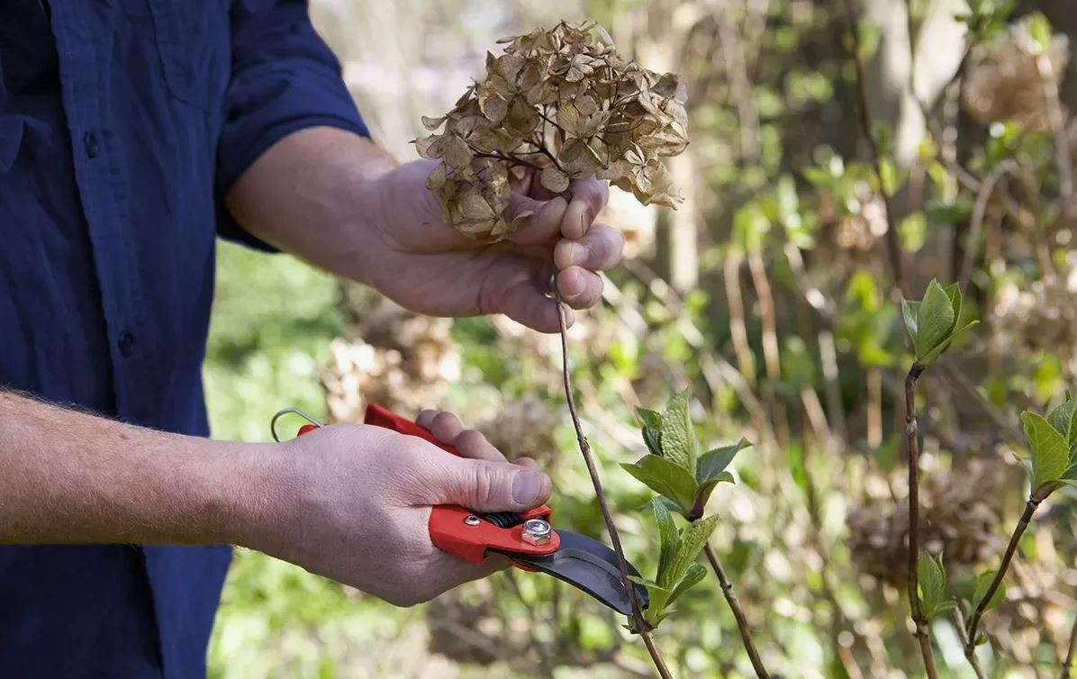 обрезка кустарника