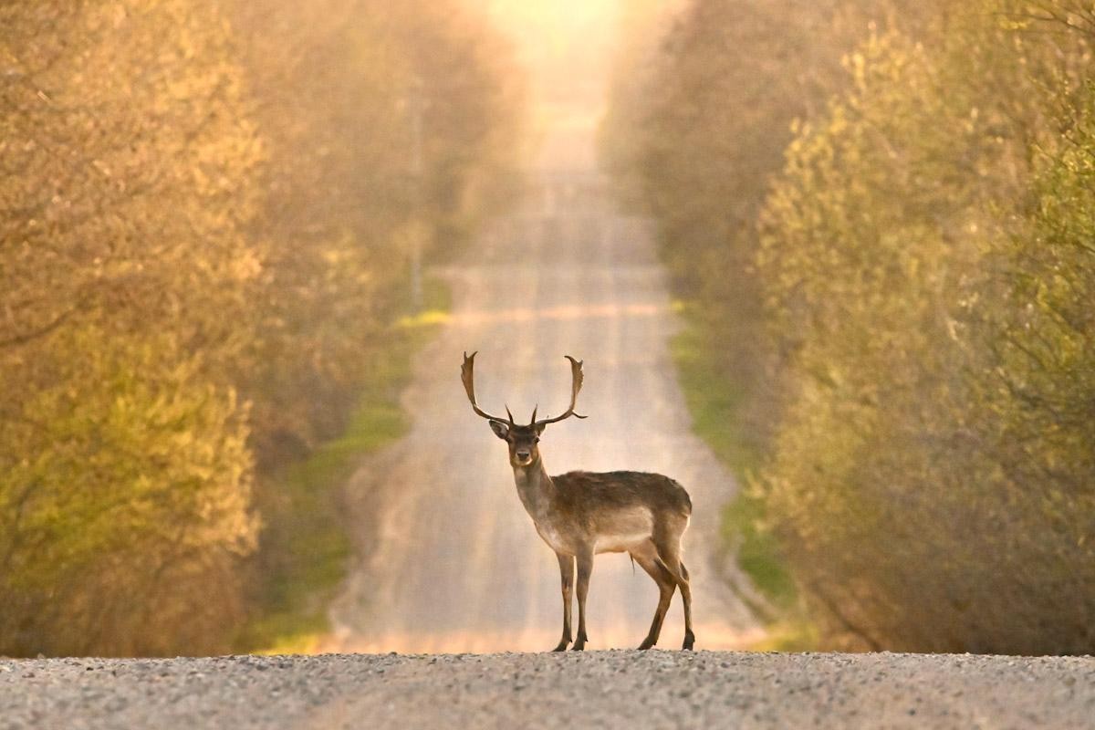 9-Самец лани на дороге возле Красного Бора.jpg