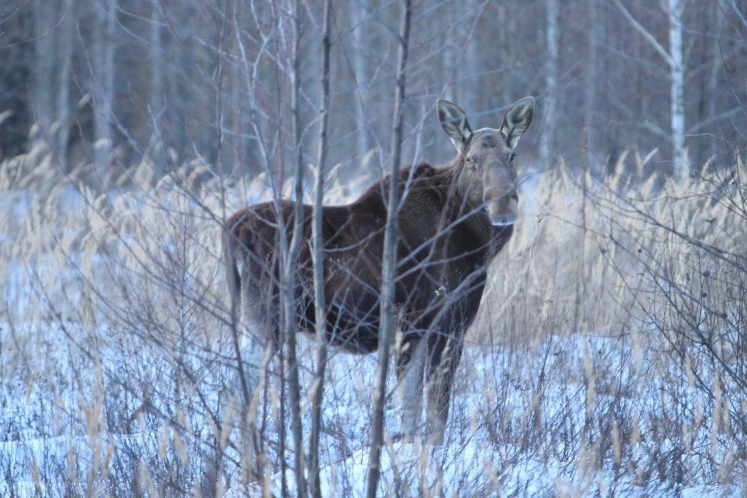 4-Лосиха в Полесском радиационно-экологическом заповеднике.jpg