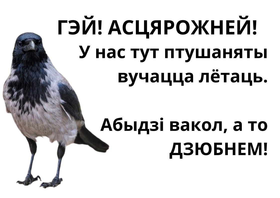 Что делать, если на вас напала… ворона? Объясняем на человечьем | СмартПресс