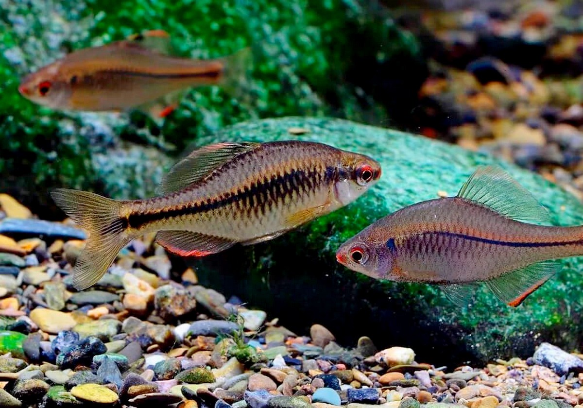 16-Горчаки в аквариуме.jpg