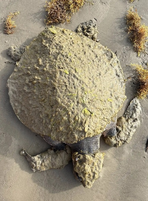 черепаха 1.jpg