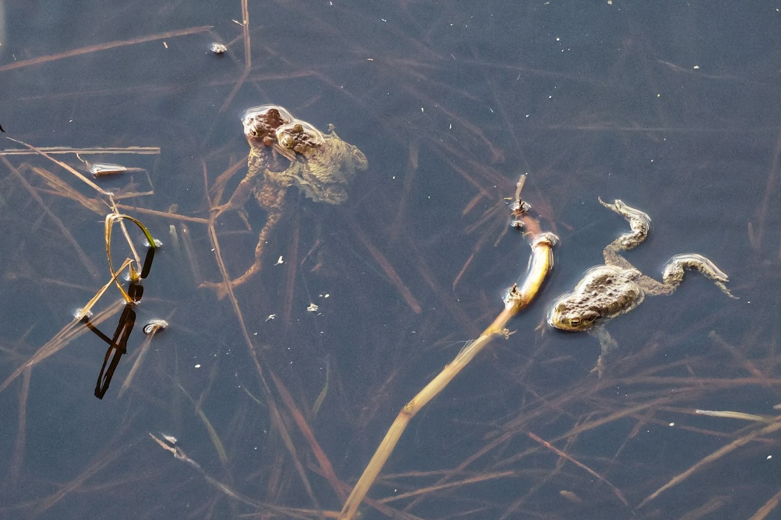 34-Брачные игры серых жаб.jpg