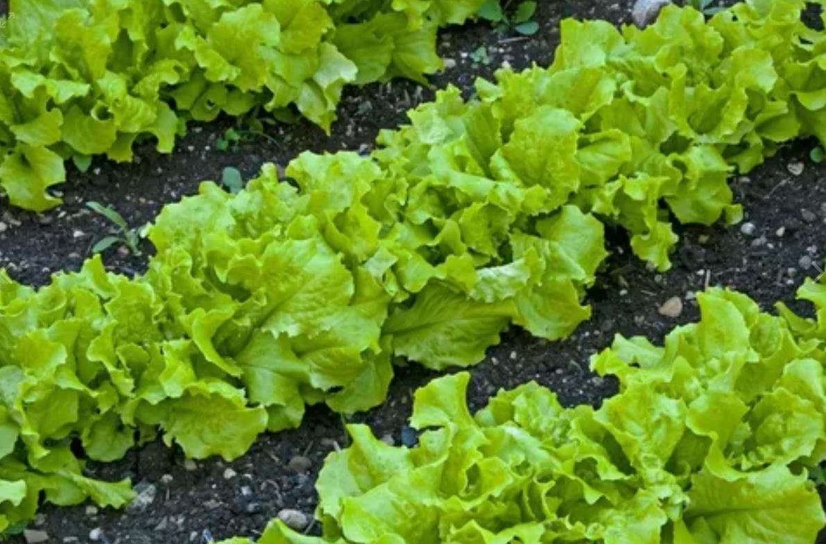 листовой салат