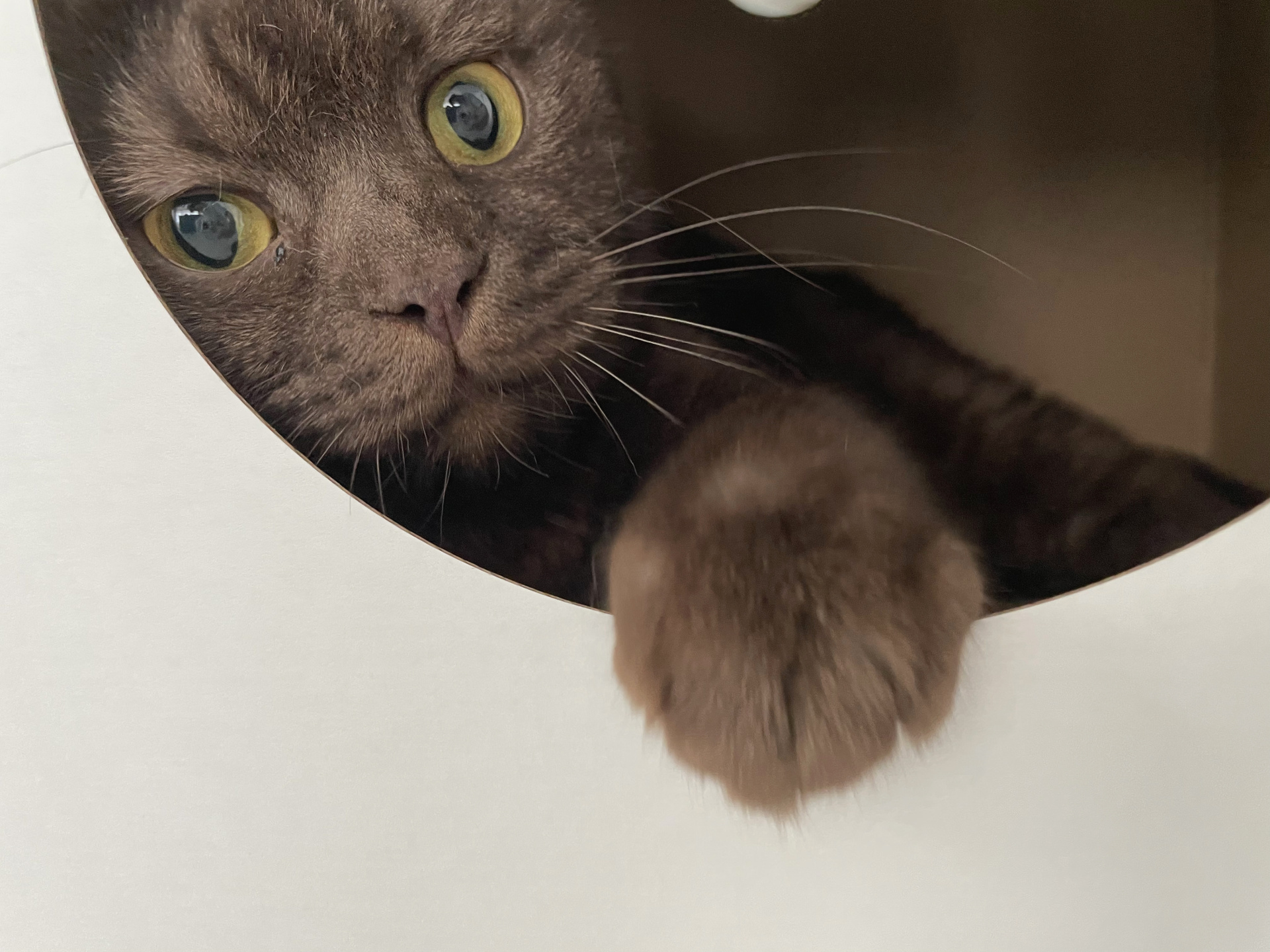 Дом с питомцами 5.jpeg