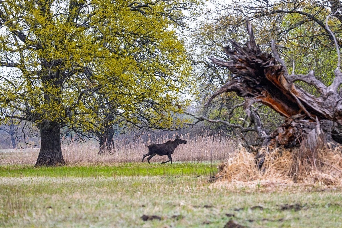 14-Пейзажи вокруг Припяти.jpg