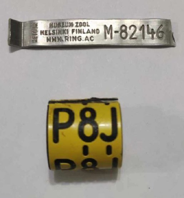 метка для птицы.jpg