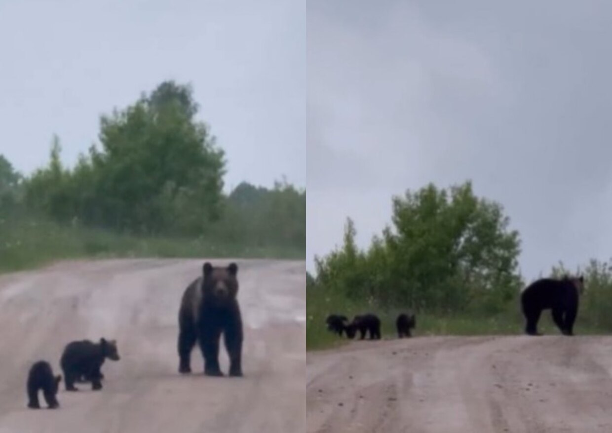 медведи под Витебском