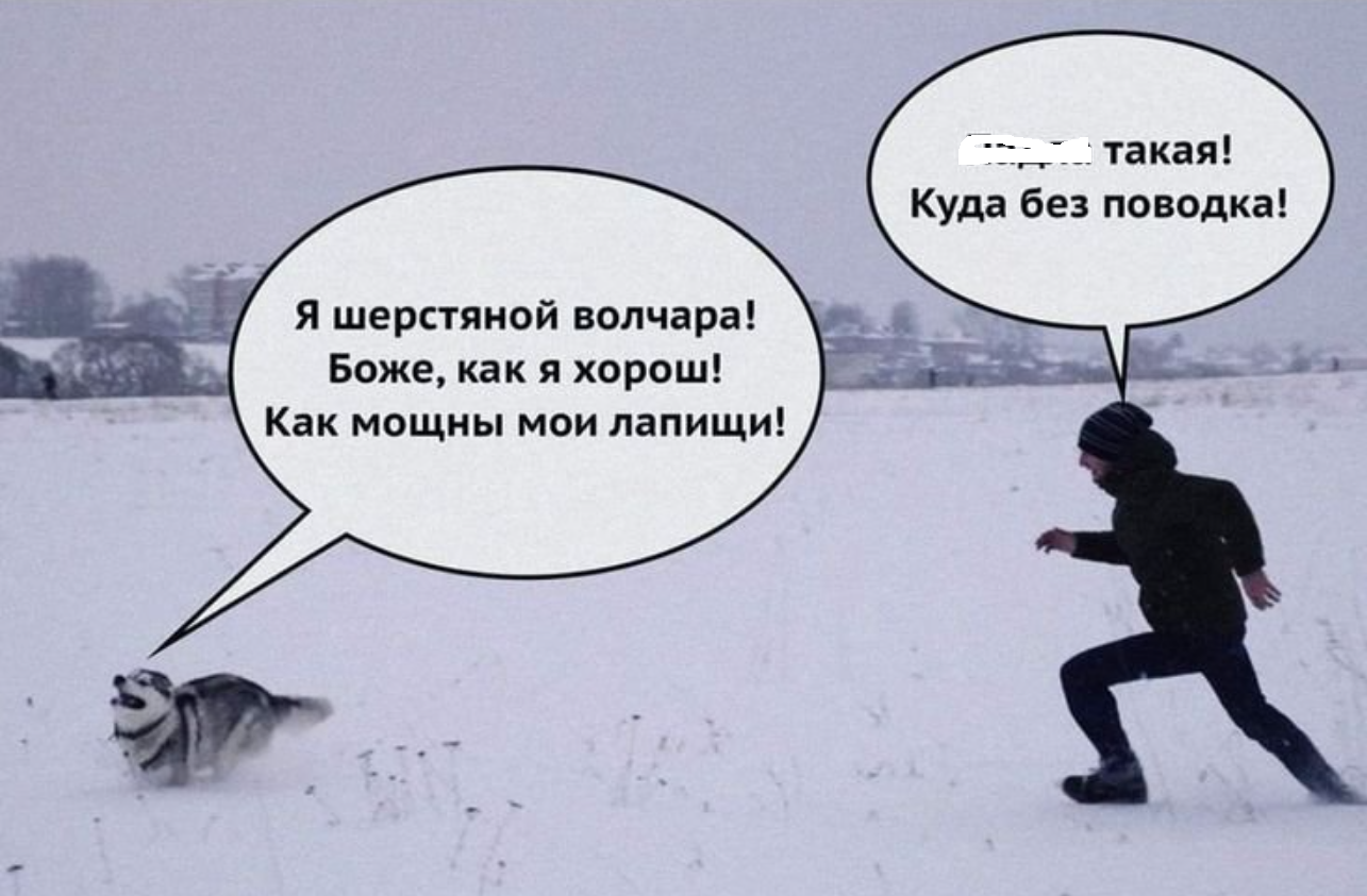 прогулка с собакой прогулка с собакой