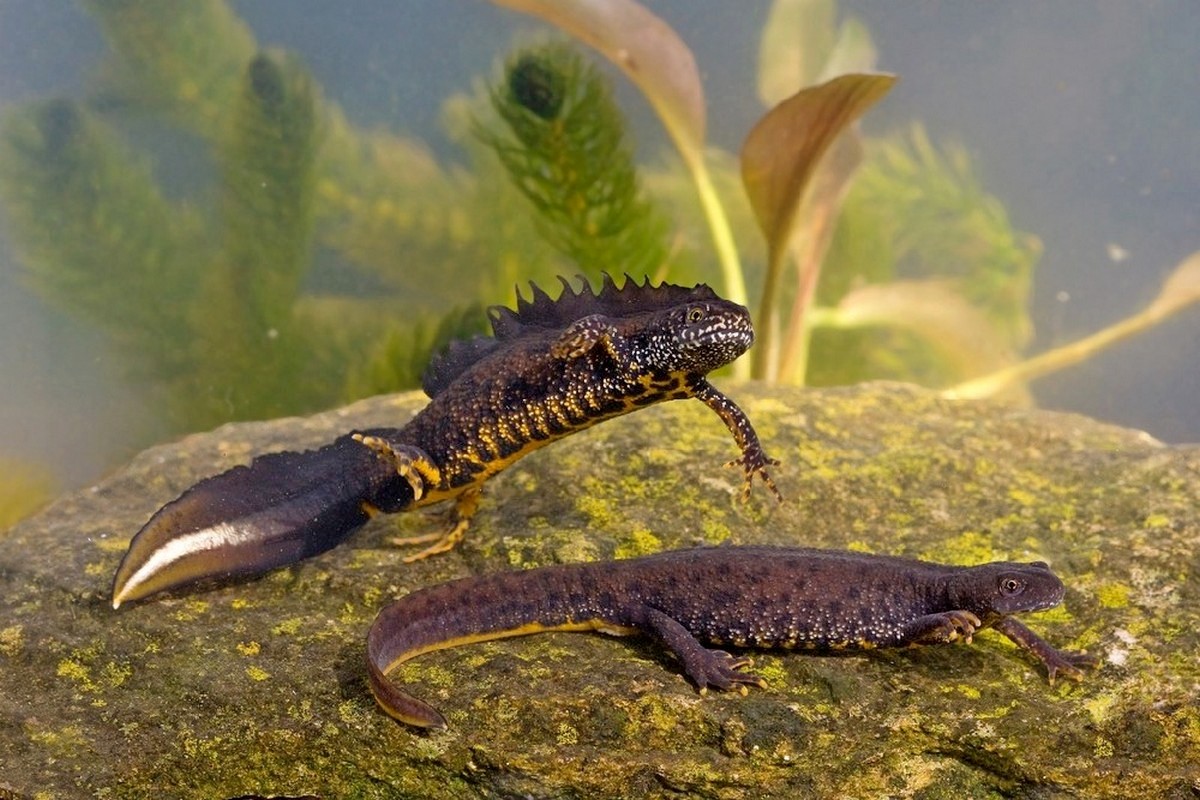 4-Самец (сверху) и самка гребенчатого тритона.jpg